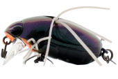 Воблер JACKALL Chubby Bug 35 цв. ul bug